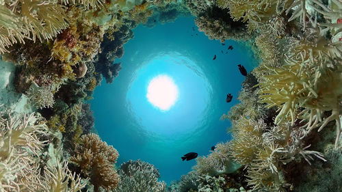 sea