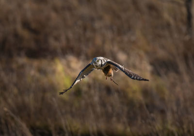 Close-up of eagle flying