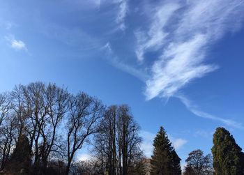 Low angle view of trees against sky