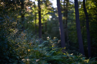 Trees in forest