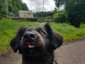 Close-up of dog sticking out tongue against sky