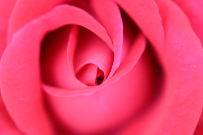 Close-up of pink rose