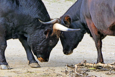 View of two horses on land