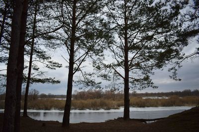 View of trees in lake during winter