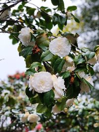 Close-up of white flowering plant