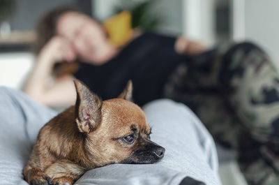 Close-up of a dog resting on bed at home