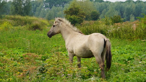 horse