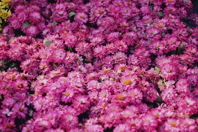 Close-up of pink flowering plants