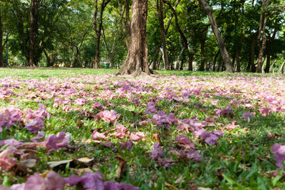 Close-up of purple flowers in field