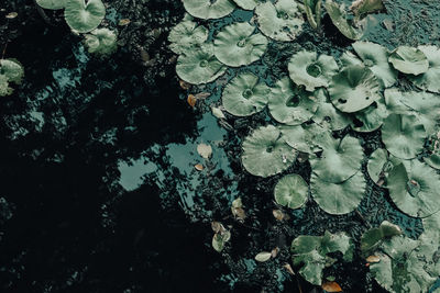 High angle view of leaves floating on water