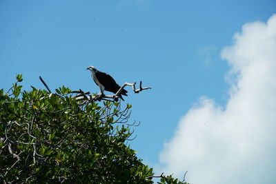 Low angle view of bird perching on branch against sky