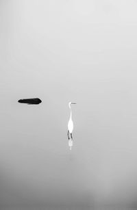 Seagull flying over lake