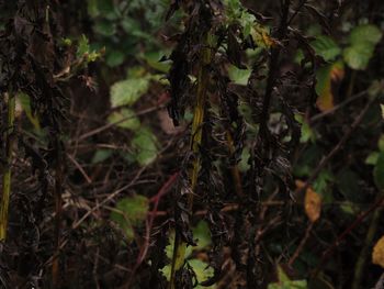 Close-up of plant growing on field