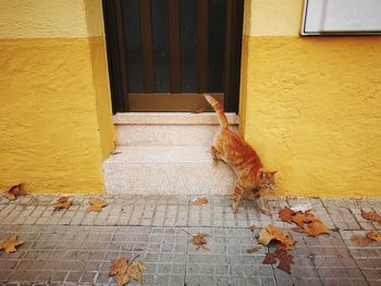 Cat outside house