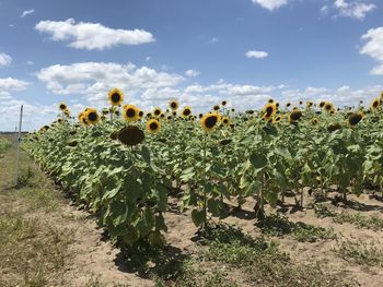 Sunflowers growing on field against sky