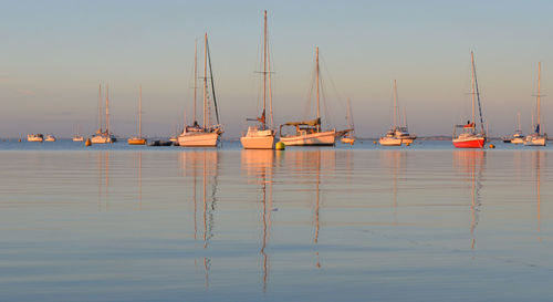 Sailboats moored in harbor against clear sky