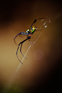 Close-up of spider on web