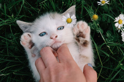 Close-up of hand holding kitten