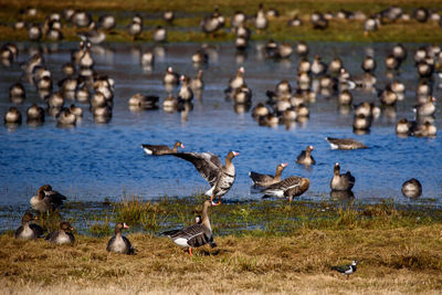 Flock of birds in lake