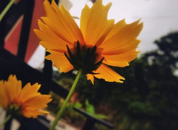 Close-up of yellow cosmos blooming outdoors