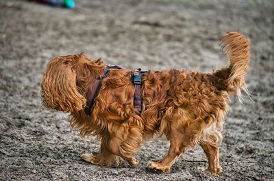 View of dog standing on land