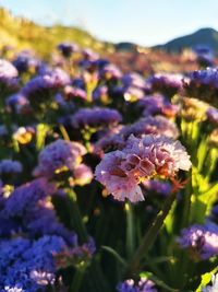 Close-up of purple flowering plant