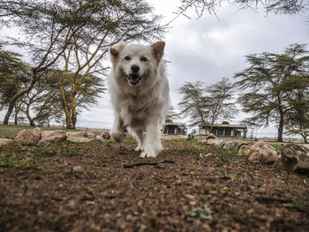 Portrait of dog standing by tree against sky