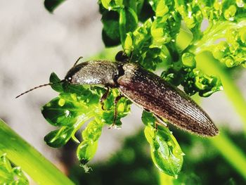 Close-up of insect on plant