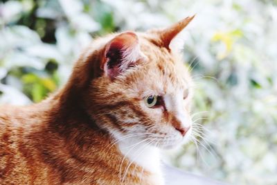 Portrait of ginger cat