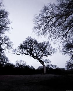 Silhouette trees on field against sky