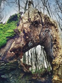 Close-up of tree trunk in forest