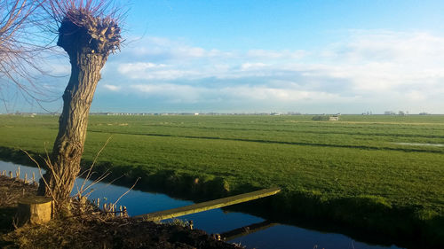 Scenic view of agricultural landscape against sky