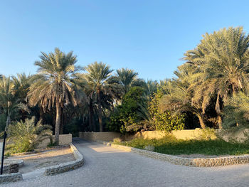 Road amidst trees against clear blue sky, al ain owaises