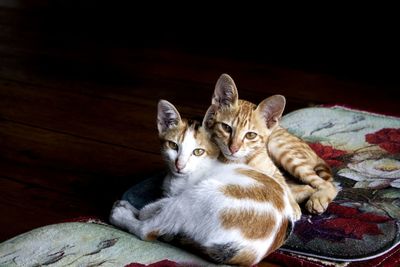 High angle view of cat resting