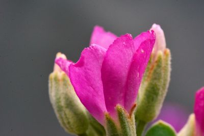 Close-up of pink flower