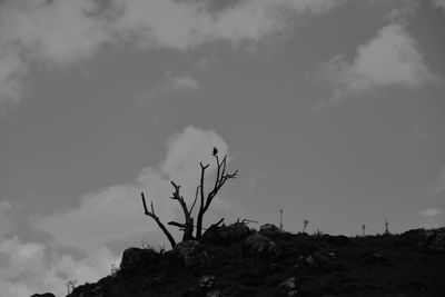 Low angle view of trees against cloudy sky