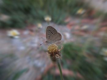 Close-up of butterfly on flower