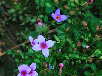 High angle view of purple flowers blooming outdoors