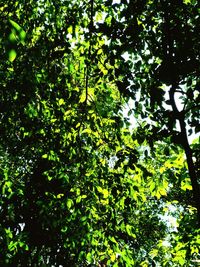 Low angle view of tree leaves