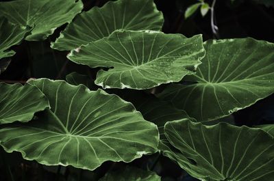 Full frame shot of green leaves