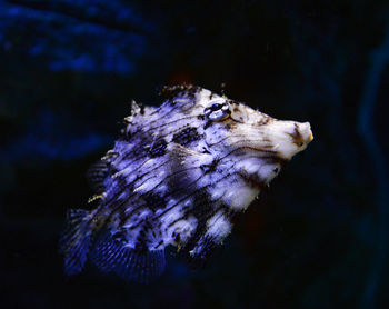 Close-up of fish swimming in sea