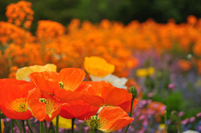 Close-up of orange marigold flowers