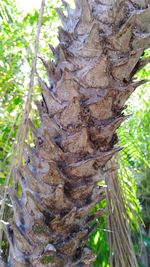 Close-up of a tree trunk