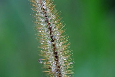 Close-up of fresh green plant