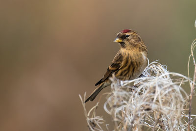 Close-up of bird