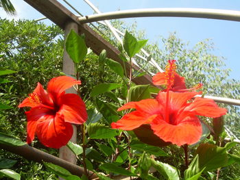 Close-up of red flowers