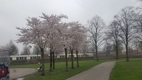 Trees in park against sky