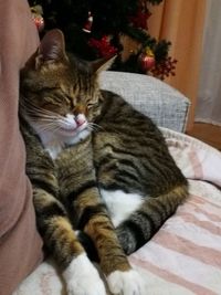 High angle view of cat relaxing on bed at home