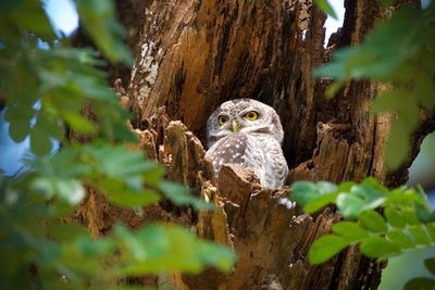 Close-up of owl perching on tree