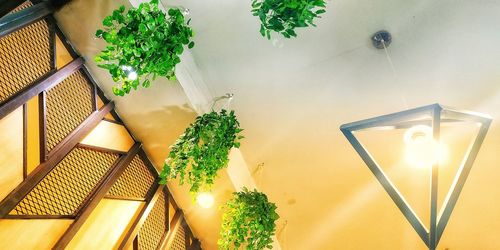 High angle view of potted plant on table